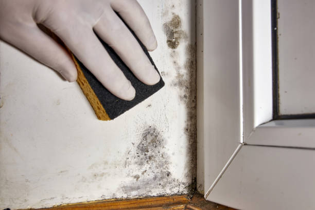 Best Dehumidification Services  in Cartersville, GA